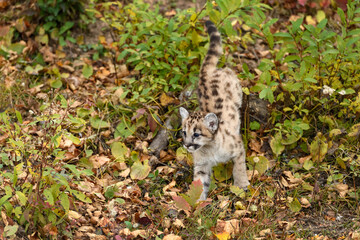 Cougar Kitten (Puma concolor) Jumps Down Off Small Rock Autumn