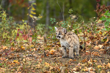 Cougar Kitten (Puma concolor) Stands In Fallen Leaves Autumn