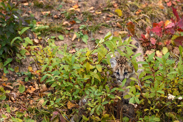 Cougar Kitten (Puma concolor) Creeps Through Weeds Autumn