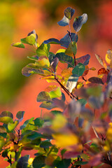 Stimmungsvolle Herbstfärbung