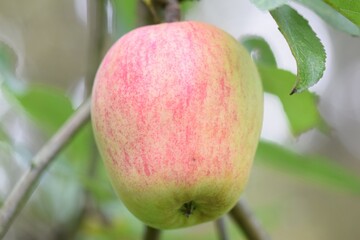 Finkenwerder Herbstprinz is an old german apple cultivar with a long shelf life. 