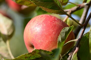 A red James Grieve apple on the tree in the bright autumn sun.