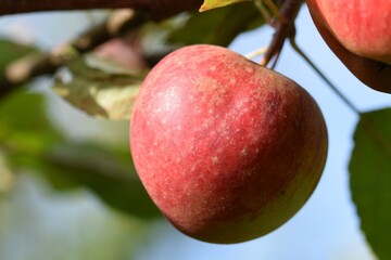 A red James Grieve apple on the tree in the bright autumn sun.