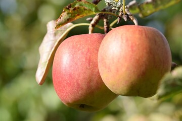 Red James Grieve apples on the tree in the bright autumn sun.