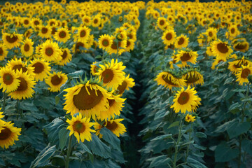 Agricultural field with yellow sunflowers. Long rows of nice yellow sunflower in the field. Perfect...