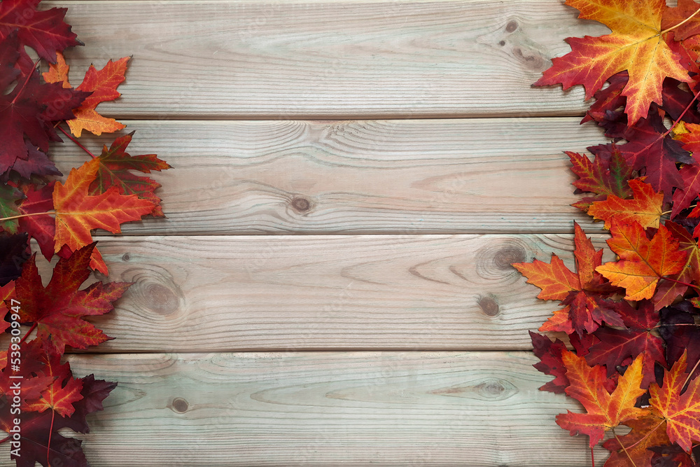 Wall mural wooden background with frame of maple leaves. flat lay. space for text or inscription in center. hea