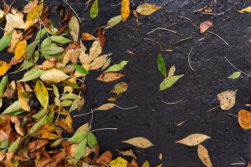 Wet road with autumn leaves. Concept of seasonal offers. Background of colorful fallen leaves. Empty space for text on pavement on right. Top view.