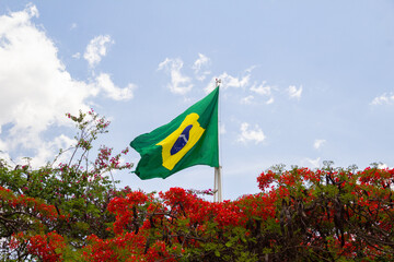Uma bandeira brasileira vista por cima de uma árvore chamada Flamboyant, florida, em um dia ensolarado com o céu azul ao fundo. Delonix regia