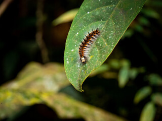 Centipedes on a Large Leaf in the Garden