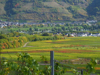 Herbst an der Mosel bei Senheim und Nehren