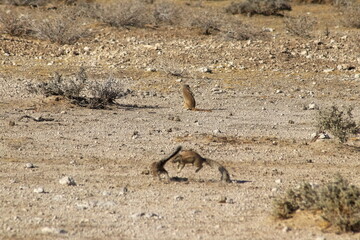 Ground Squirrels struggling