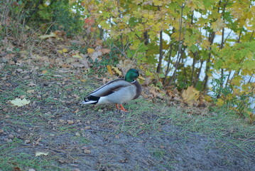 one big wild duck drake stands on the ground among the vegetation on the shore of a reservoir in nature