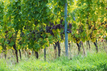 Herbst an der Mosel bei Senheim und Nehren