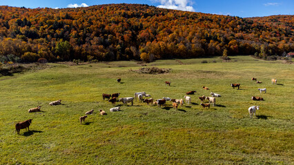 Fall Landscape and Cows