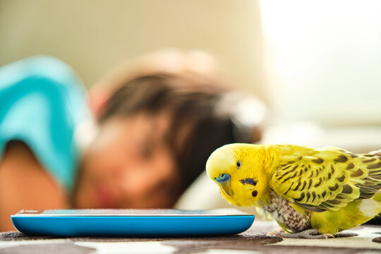 green parakeet without chest feathers looking at a blue smartphone