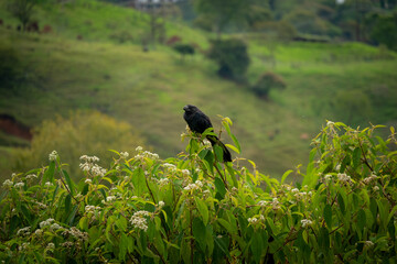 The Smooth-Billed Ani (Crotophaga ani), a Black Bird Perches on a Branch and Observes the Landscape