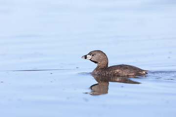 pied billed grebe