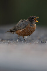 robin