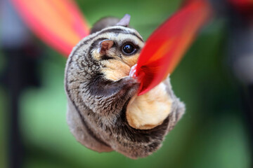 Train a sugar glider to walk on a rope