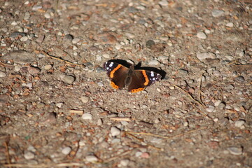 Fototapeta na wymiar Red admiral butterfly (Vanessa atalanta) - butterfly with black wings, orange bands, and white spots, resting on the ground, Gdansk, Poland