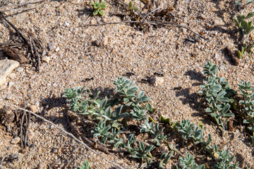 Ants in a row across the coarse sand floor