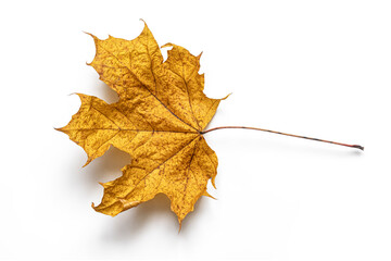 Dried textured maple leaf isolated on white background