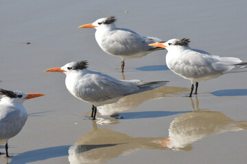 three birds on beach