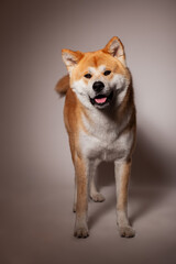 Akita Inu Dog Panting