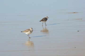 two birds on beach
