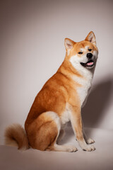 Akita Inu Dog Panting