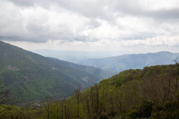 Forest during the fall full of trees of different colors