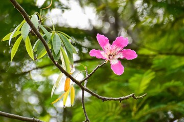 Close up of a silk floss tree flower