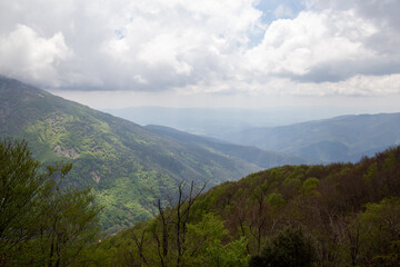 Forest during the fall full of trees of different colors