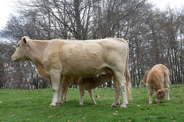 Calf being suckled by his mother, cows in the field on a mountain