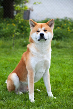 รูปภาพAkita-Inu – เลือกดูภาพถ่ายสต็อก เวกเตอร์ และวิดีโอ2,546 | Adobe Stock