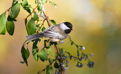 Black capped Chickadee small bird on perch