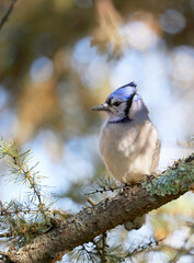 Blue Jay bird on perch