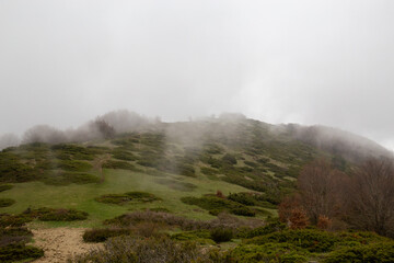 Forest during autumn full of trees of different colors and fog