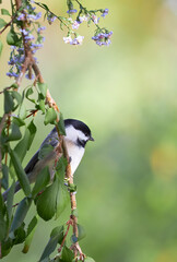 Black capped Chickadee small bird on perch
