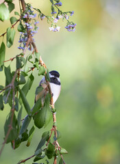 Black capped Chickadee small bird on perch