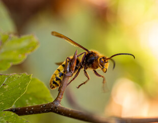 European hornet on a twig.