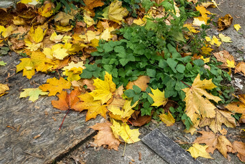 Green and fallen leaves