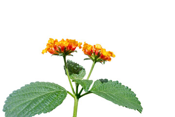 Close-up view of small beautiful Lantana Camara flower with orange and yellow tones, flower with leaves on white background, Rio de Janeiro, Brazil