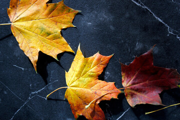 yellow, orange and red autumn maple leaves on dark background, high contrast 