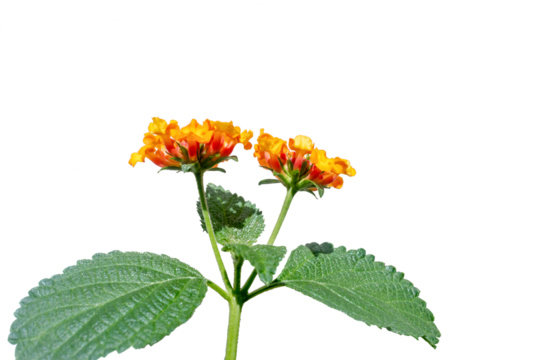 Close-up view of small beautiful Lantana Camara flower with orange and yellow tones, flower with leaves on white background, Rio de Janeiro, Brazil