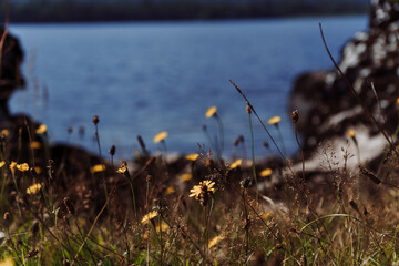 The shore of Muckross lake, Killarney national park, county Kerry, Ireland. High quality photo