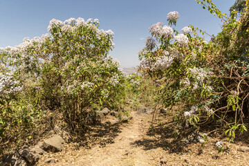 Hiking trail in the mountains near Kosoye village, Ethiopia