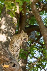 Okavango Delta "Botswana" 