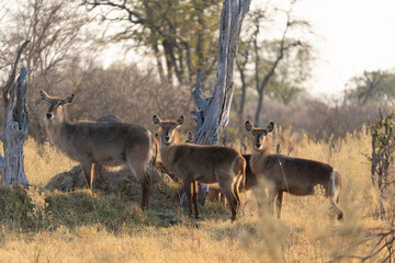 Okavango Delta 