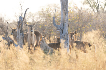 Okavango Delta 